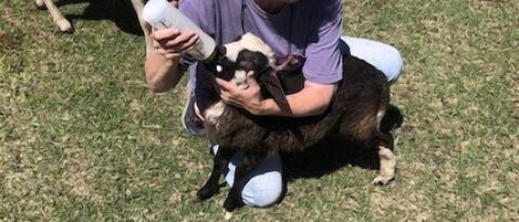 Una persona sosteniendo un cordero en un campo de hierba, con otras ovejas al fondo.