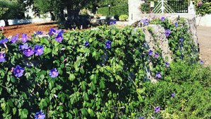 Ein Garten mit violetten Blumen und einer Steinmauer.