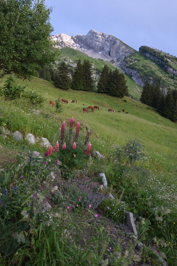 Paisagem montanhosa com vacas pastando, vegetação exuberante e uma formação rochosa imponente ao fundo.