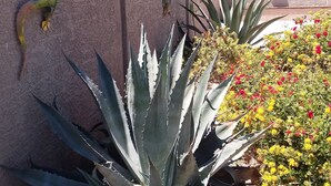 A wall with a decorative lizard, a large agave plant, and a flowering bush. - Pool House - 3-bdrm, 2 bath, Heated Pool, Walk to Asu (Tempe)