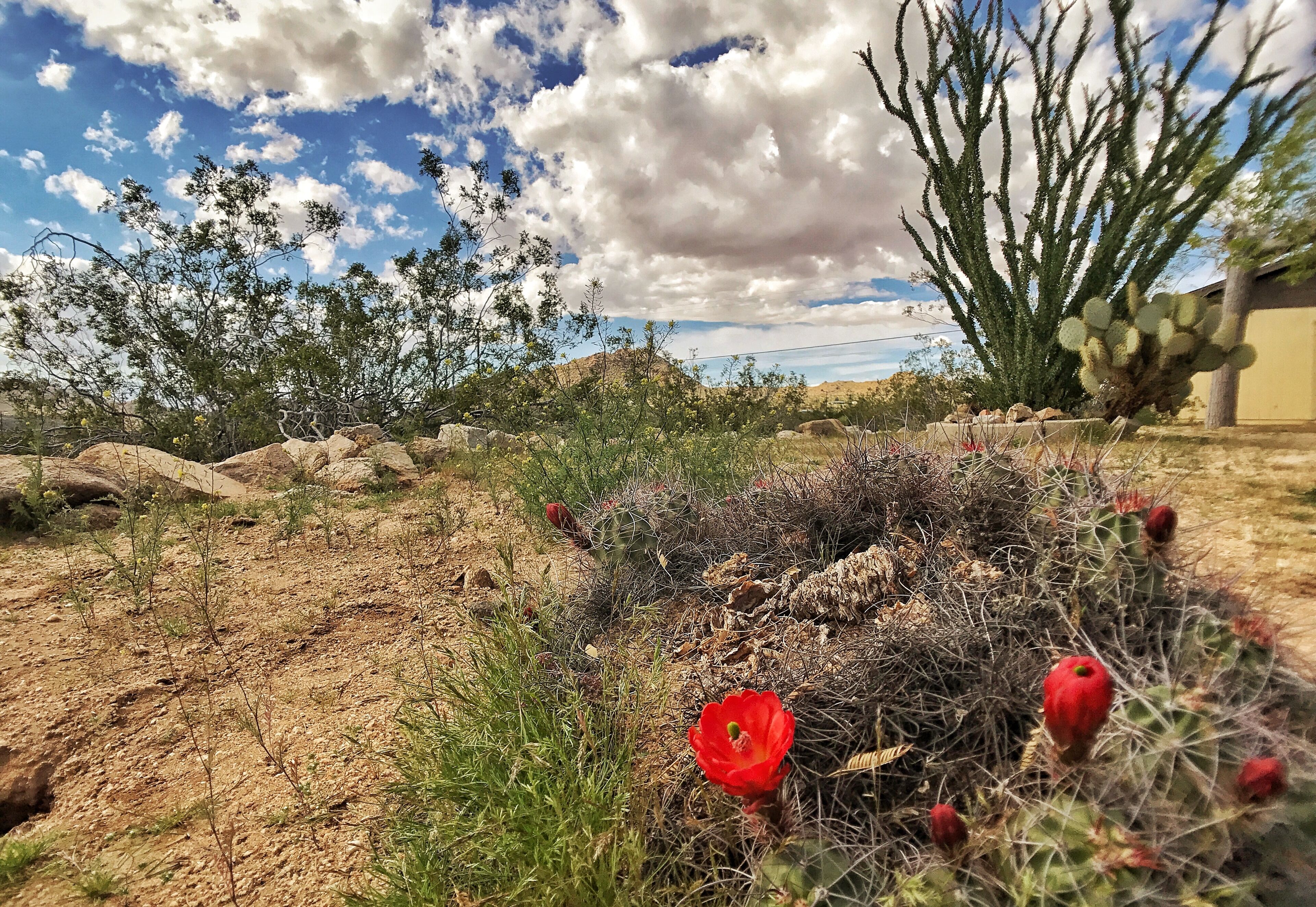 A desert landscape with sparse vegetation, a prominent cactus, and a clear sky.