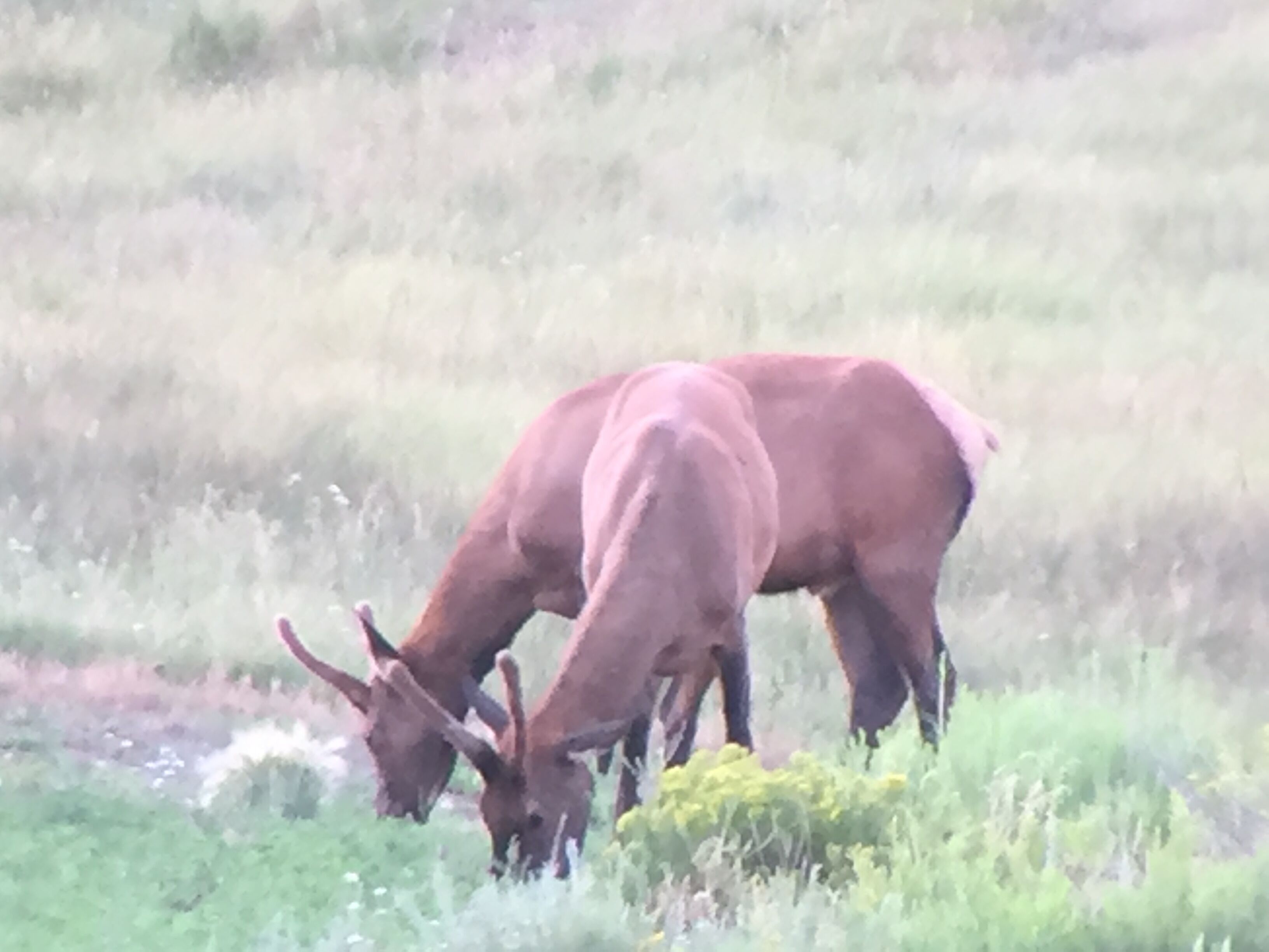 A field with two brown deer grazing.