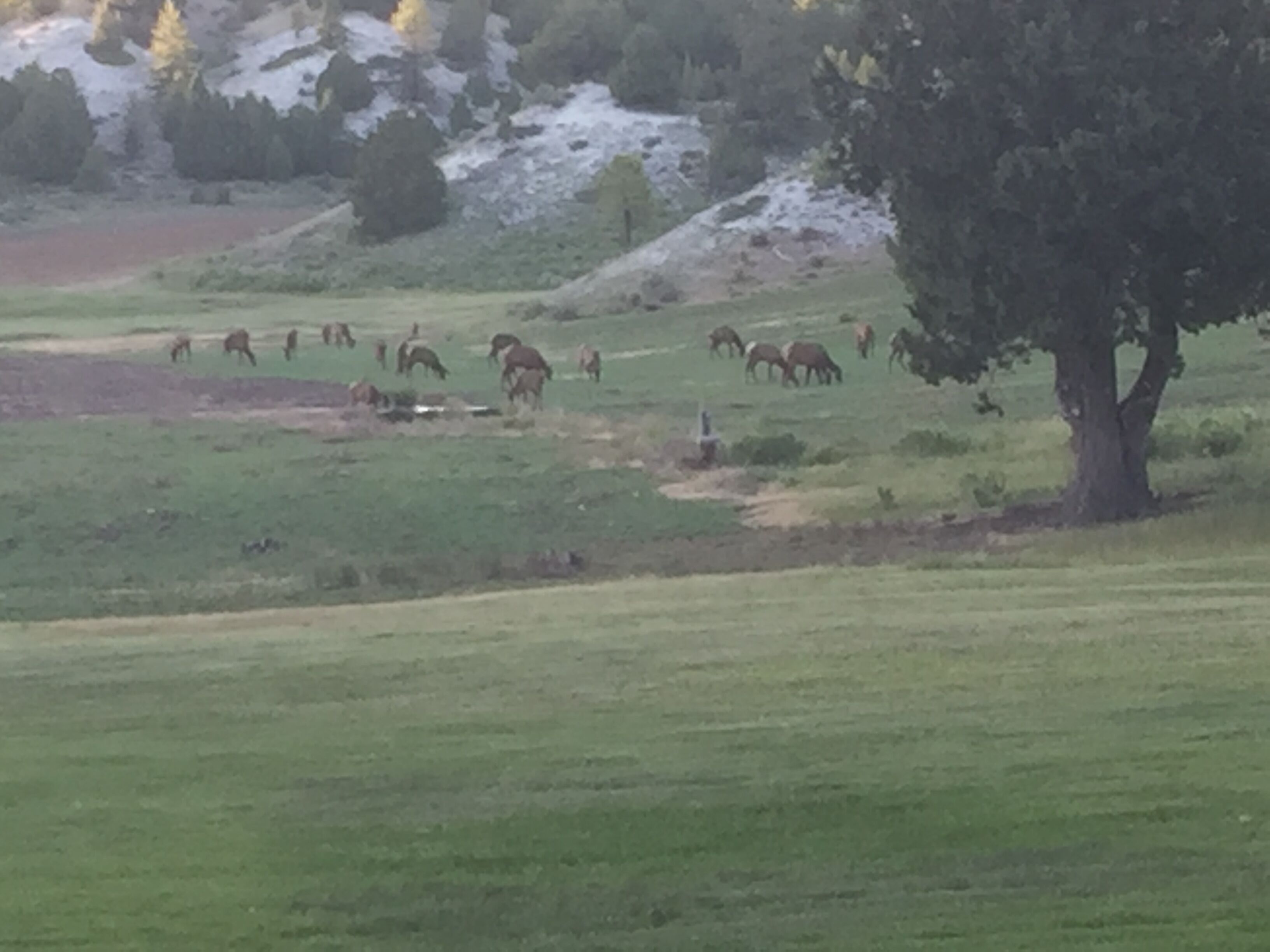 Un campo con caballos pastando, un árbol y un paisaje montañoso al fondo.