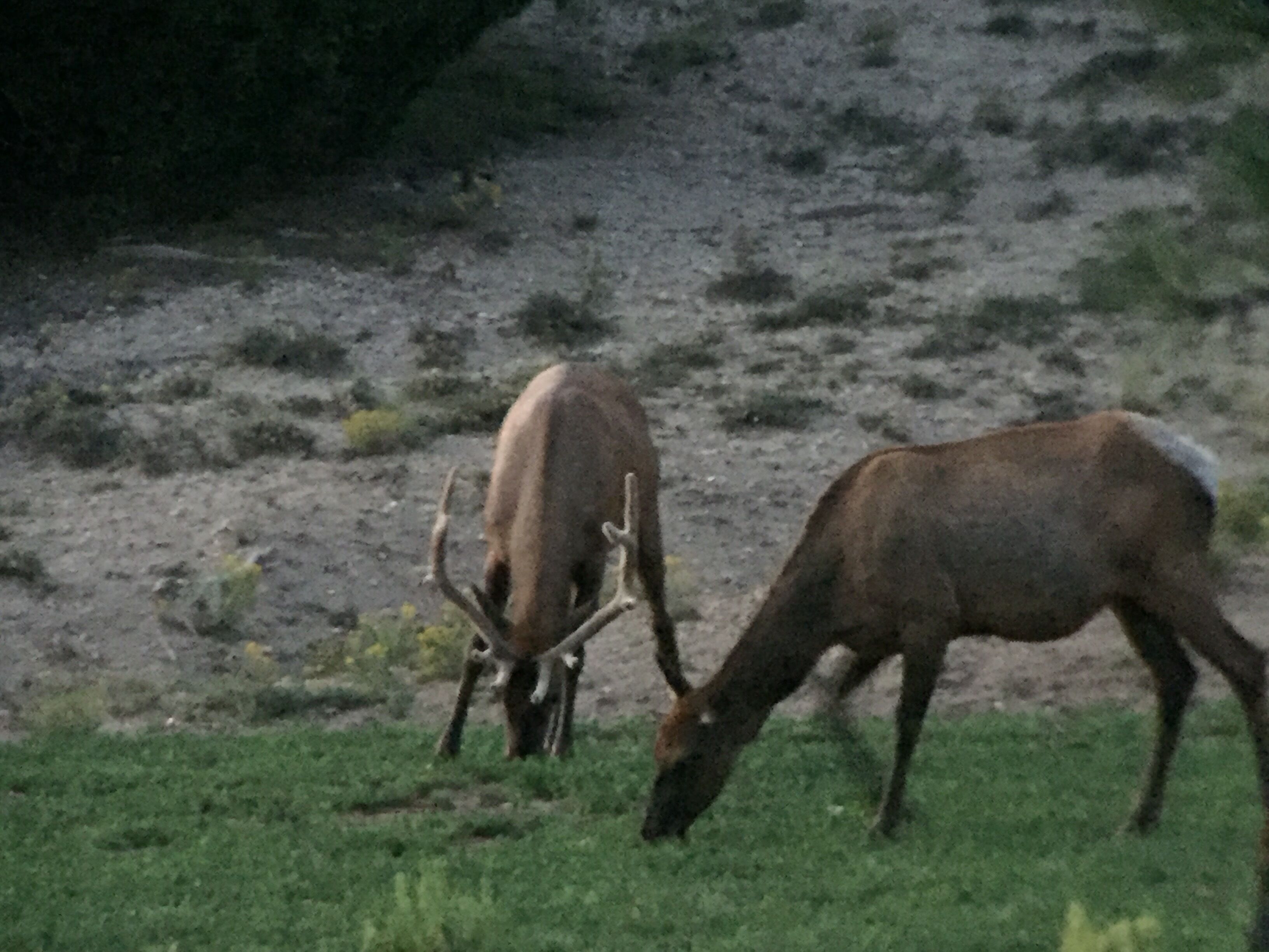 Deux cerfs paissent dans un champ herbeux, avec une colline rocheuse en arrière-plan.