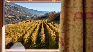 Viñedo con hileras de vides y montañas al fondo.