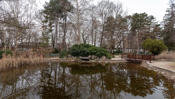 A tranquil pond surrounded by trees and a wooden bridge.