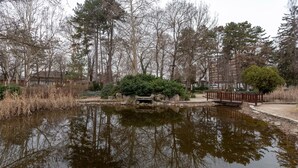 A tranquil pond surrounded by trees and a wooden bridge.