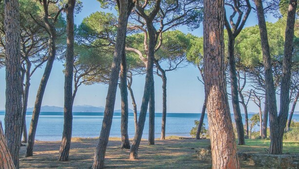 A natural landscape with tall trees and a body of water in the background.