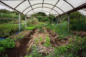 Un invernadero con hileras de plantas, estructura de armazón metálico y cubierta protectora.