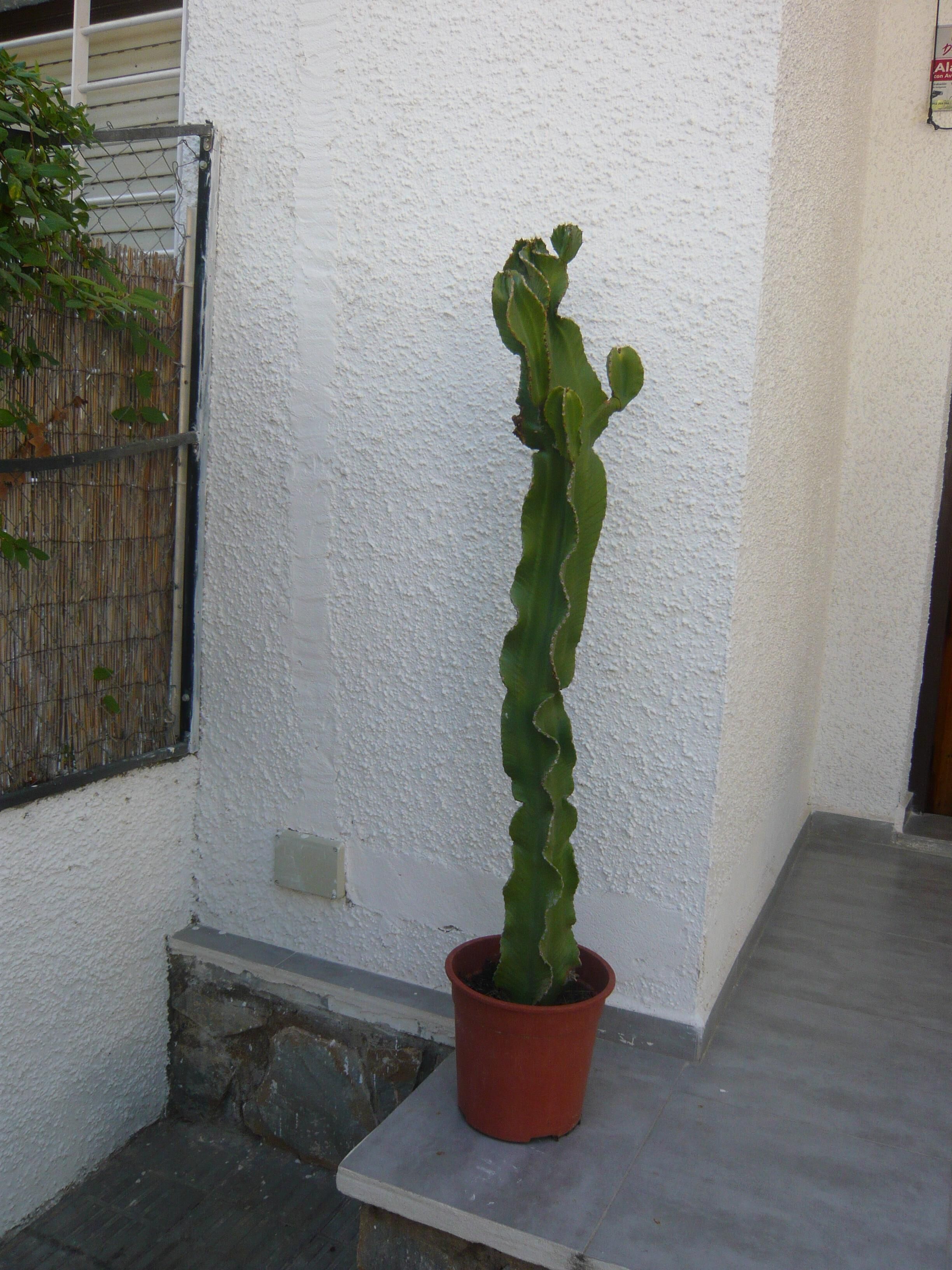 Een hoge cactusp plant in een rode pot op een betonnen rand tegen een witte muur.
