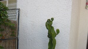 Un'alta pianta di cactus in vaso rosso su un davanzale in cemento, con una parete bianca sullo sfondo.