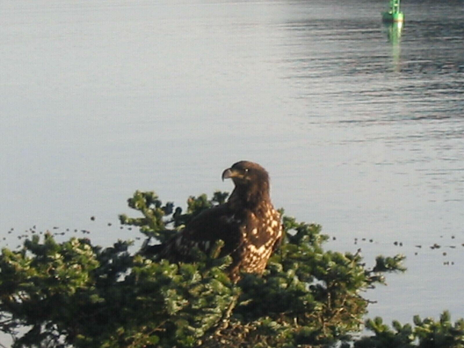 A bird perched on foliage by a body of water.