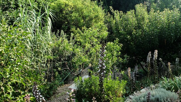 Un jardin agrémenté de diverses plantes et de rochers.