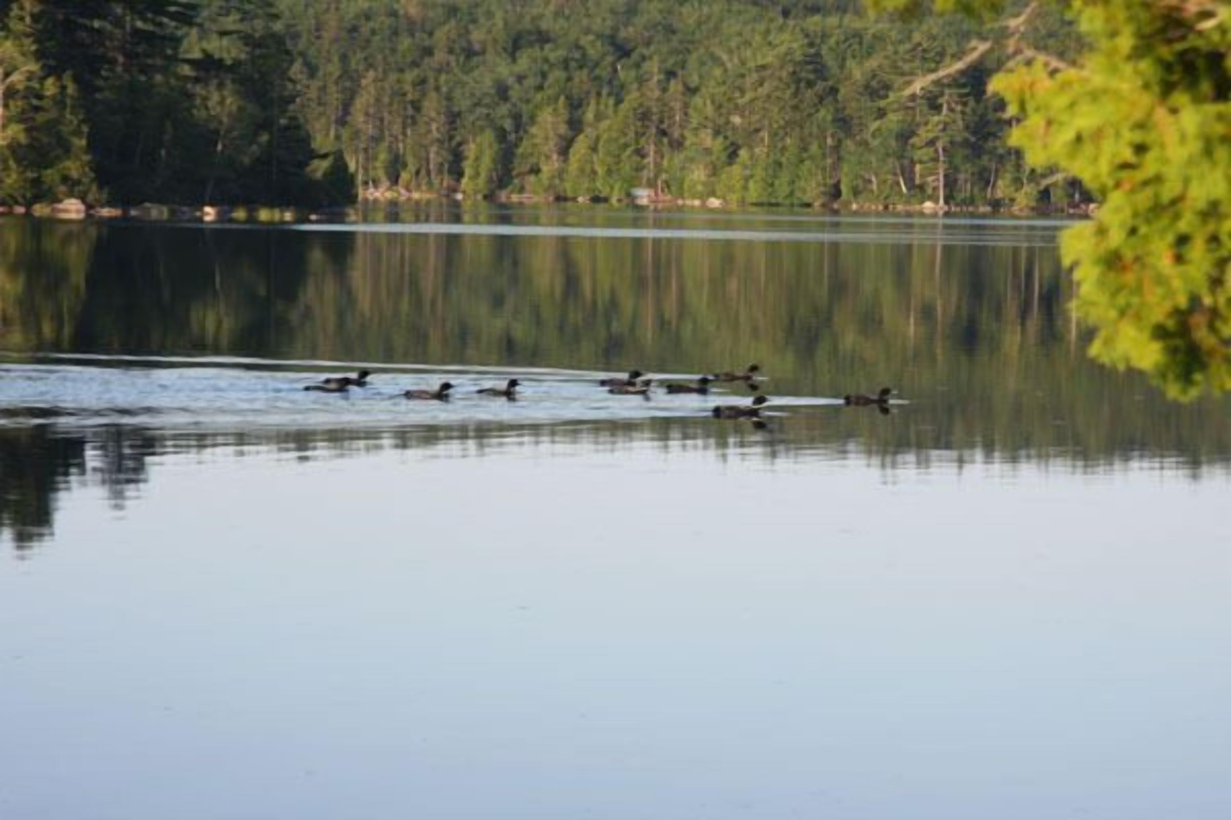 A calm lake with ducks swimming, surrounded by dense forest.