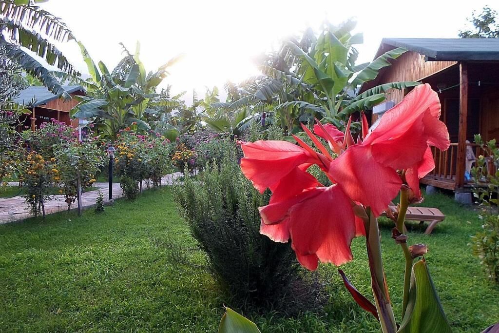 A garden with a variety of plants and a prominent red flower in the foreground.