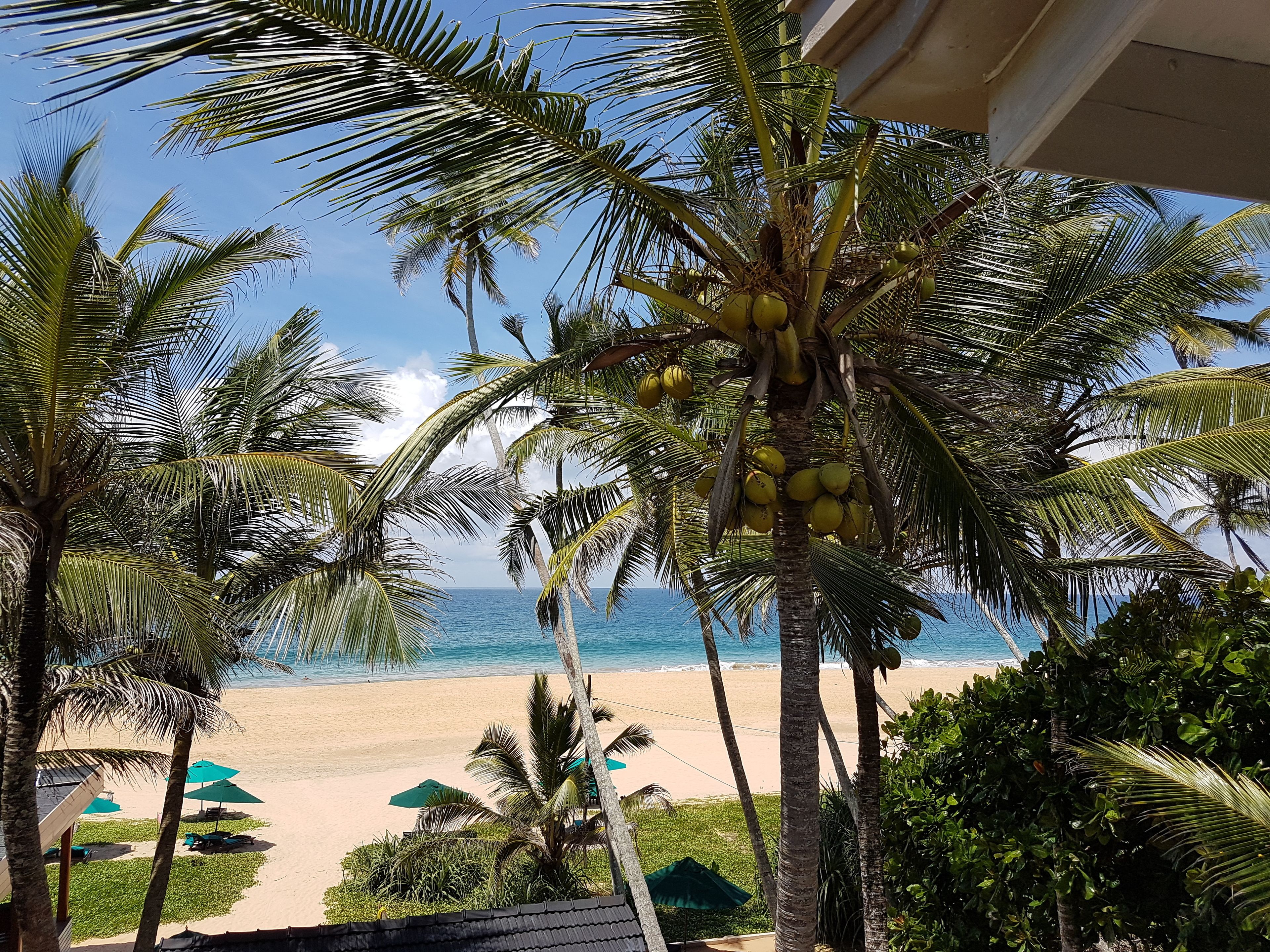Blick auf einen Strand mit Palmen und wolkenlosem Himmel.