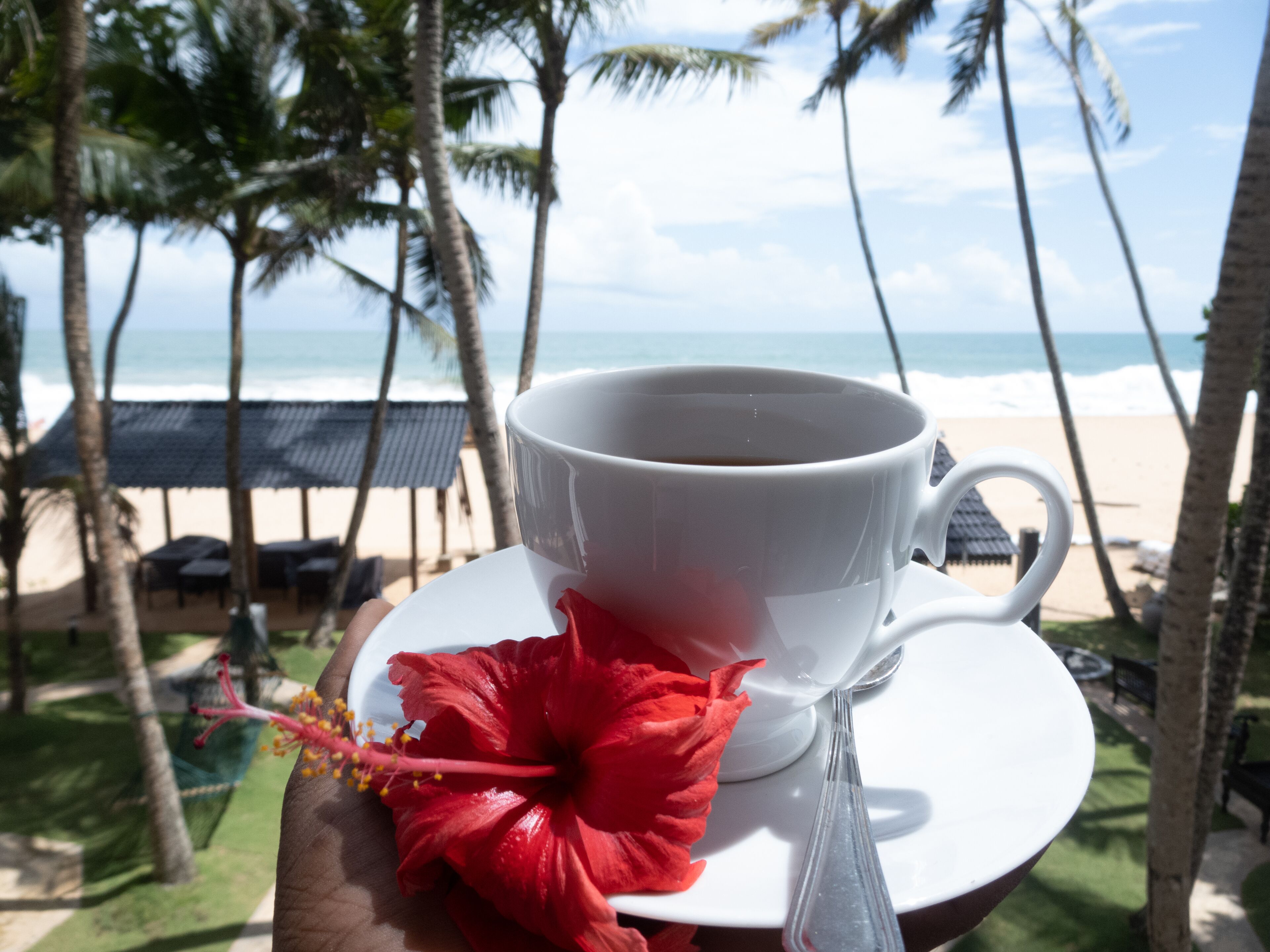 Una taza blanca con una flor roja sobre un platito, sostenida por una persona, con una playa y palmeras al fondo.