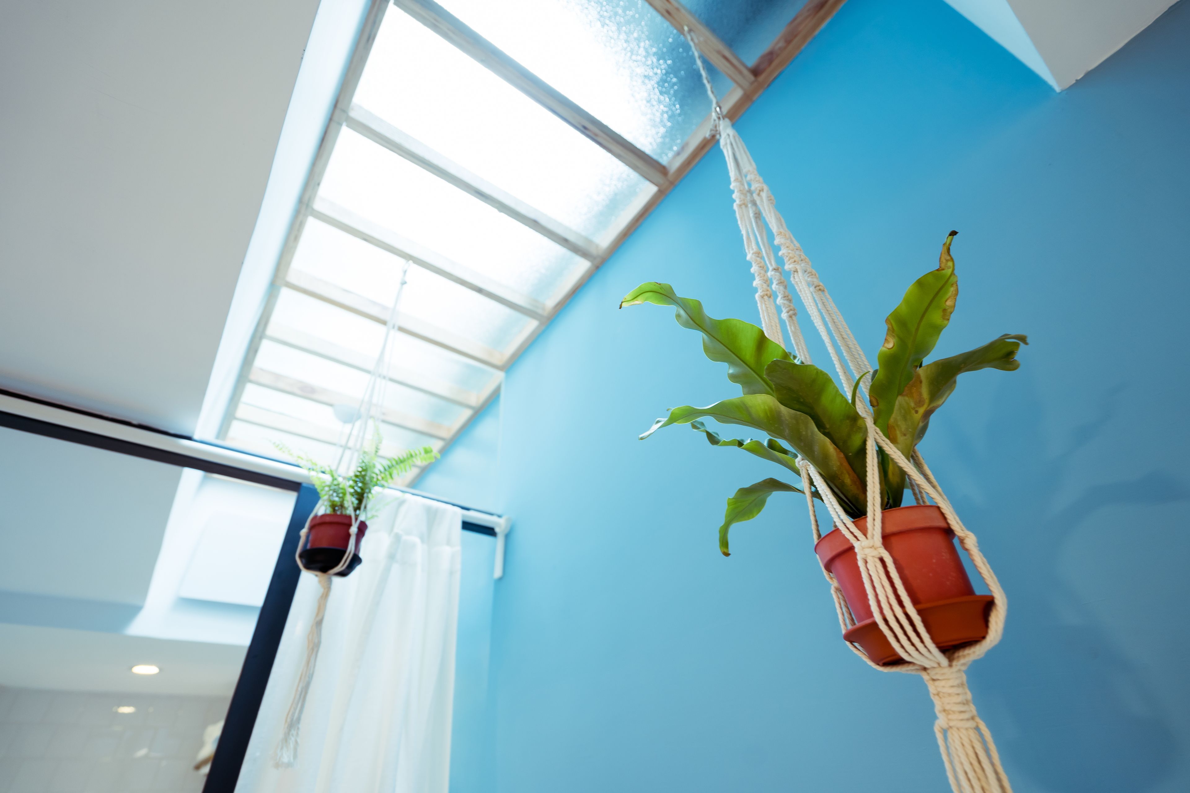 Habitació amb una paret blava, un lucernari i un penjador de planta de boixa amb una planta en test.