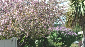 A garden with a flowering tree, a white fence, and various shrubs. - Alexandra Garden Court Motel (Alexandra)