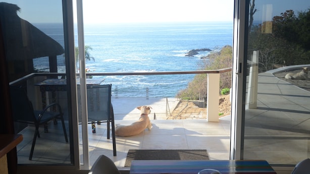 Un perro sentado en un balcón con vista al océano.