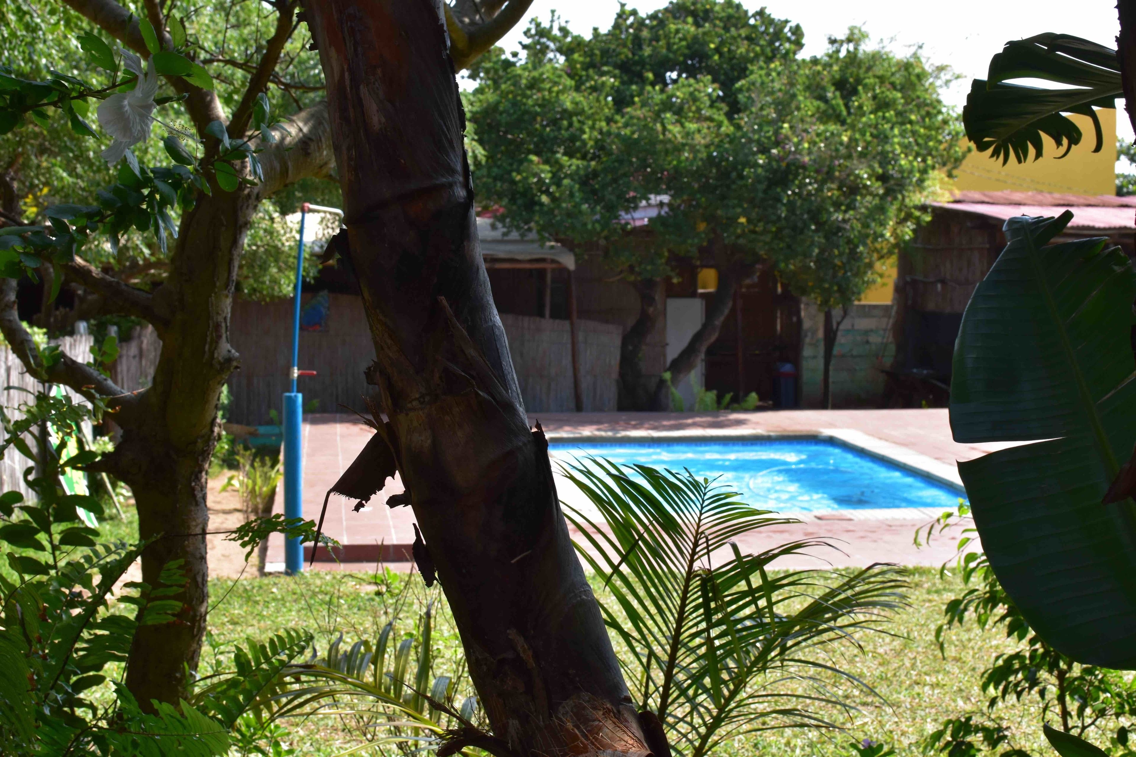 Una piscina rodeada de abundante vegetación y árboles.