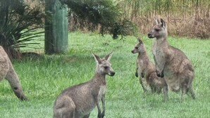 A group of kangaroos in a grassy field with trees in the background. - Vacy Hunter Valley Lodge (Vacy)
