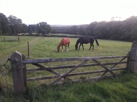 Un paisaje rural con dos caballos pastando en un campo cercado.