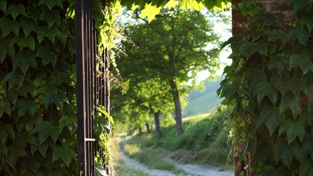 A gravel path leading through a metal gate surrounded by dense green ivy. - Tenuta Guazzaura (Serralunga di Crea)