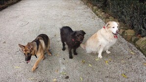 Drei Hunde auf einem Schotterweg.