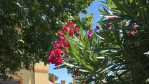 A courtyard with potted plants and red flowers, a building with a yellow facade, and a clear blue sky. - Hotel il Malandrone (Castellina Marittima)