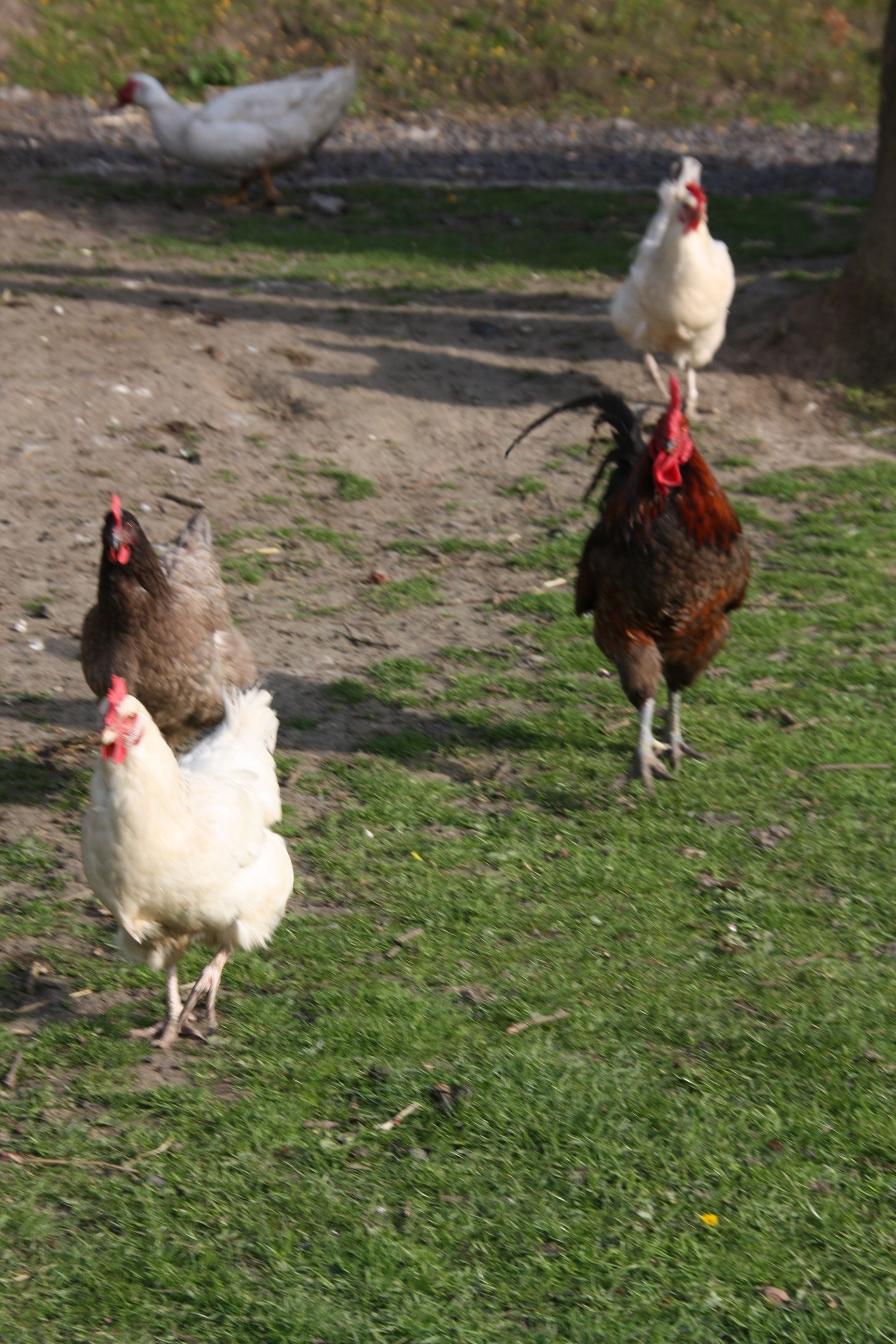 A group of chickens on a grassy area.