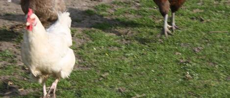 A group of chickens on a grassy area.