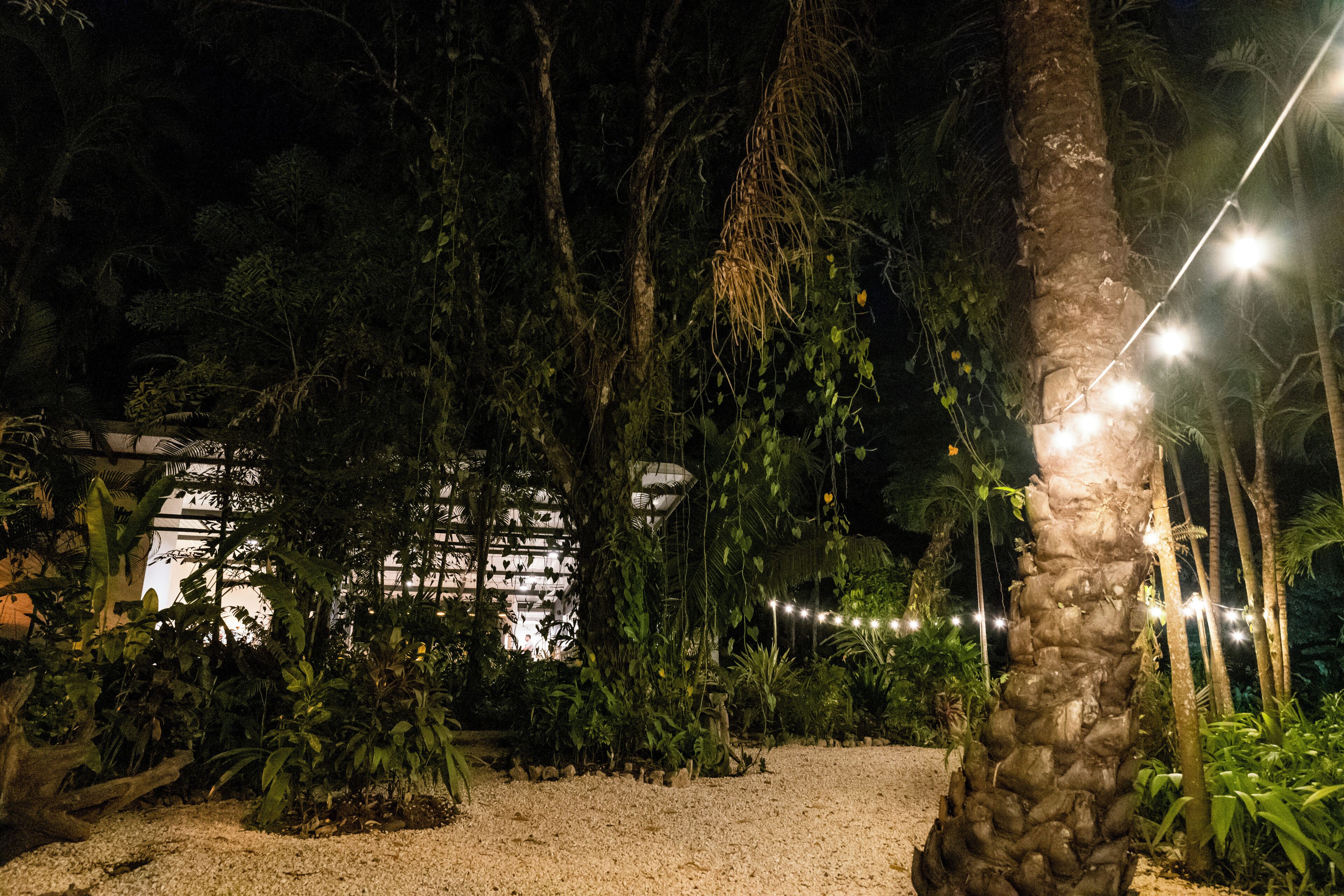 Un jardin nocturne avec un chemin de gravier, des palmiers et des guirlandes lumineuses.
