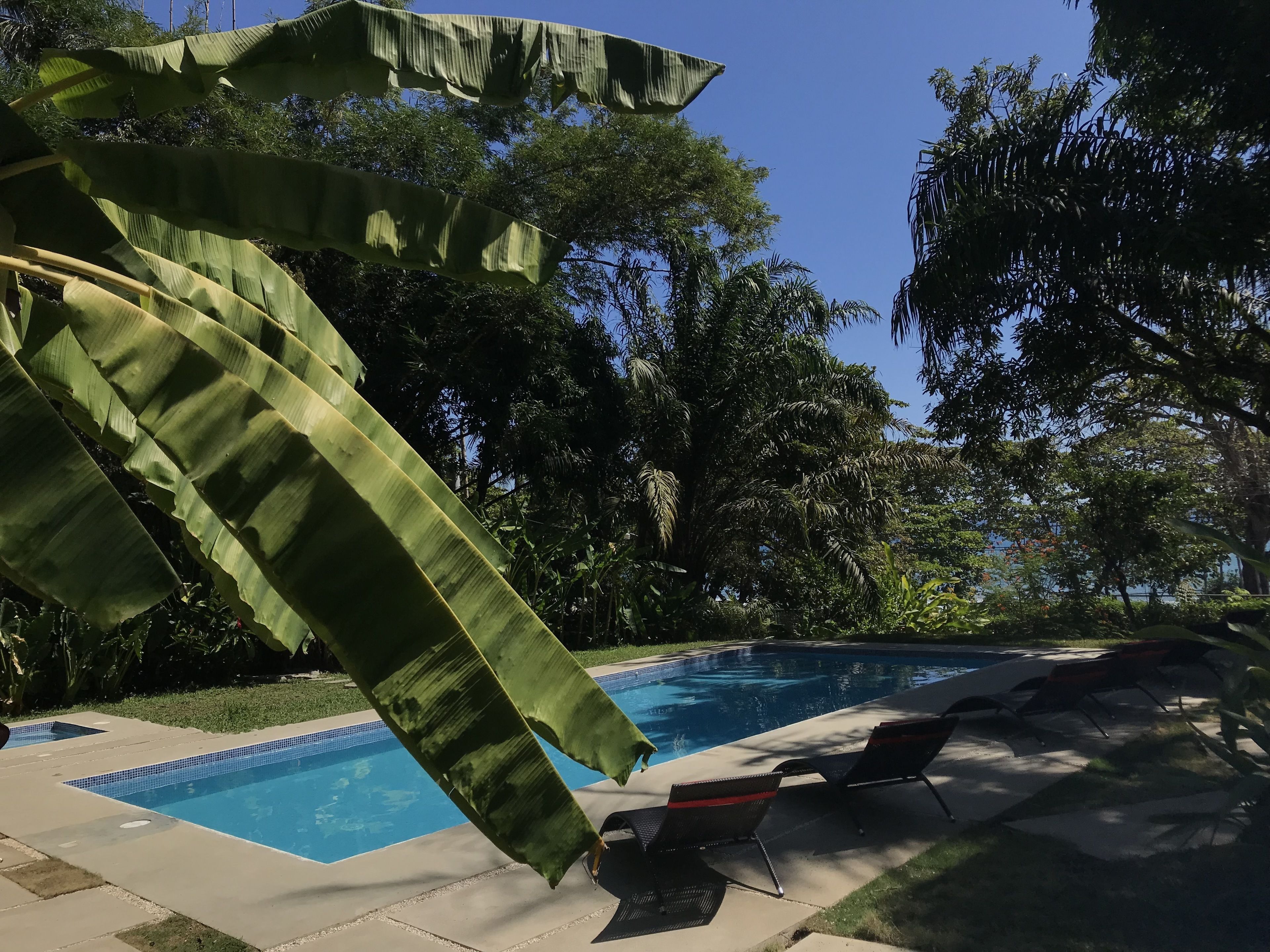 A swimming pool with lounge chairs and a banana tree in the foreground.