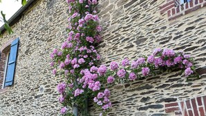 A stone building with a pink flowering vine climbing up the wall.
