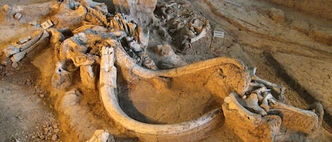 Esqueleto fosilizado de un mamut en una exhibición de museo.