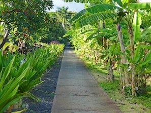Stroll through lush tropical vegetation along a well-maintained pathway.