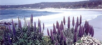 Sweet, Historic Cottage on Carmel Point