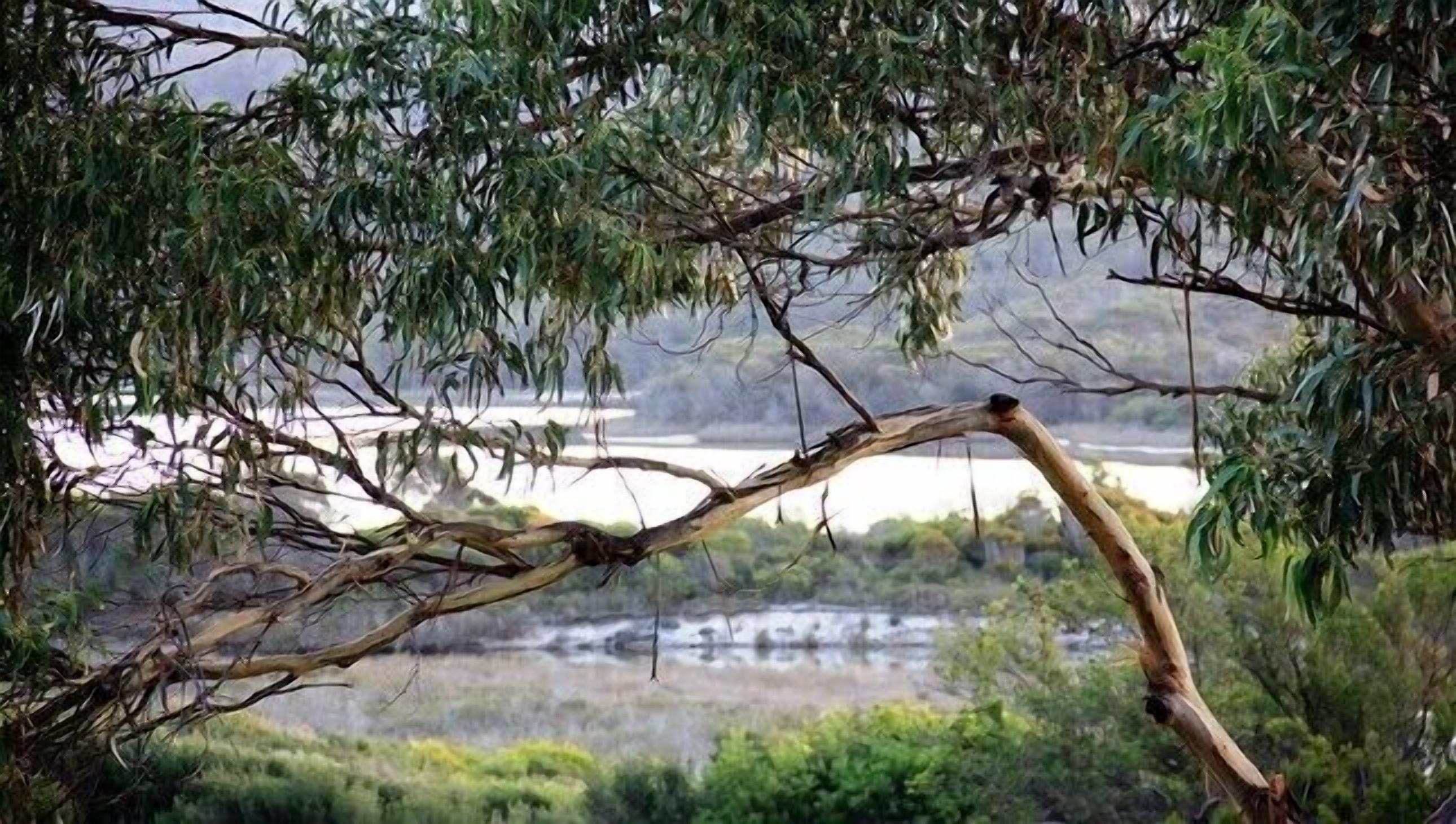 A tree branch arching over a body of water with a distant view of a waterfall.
