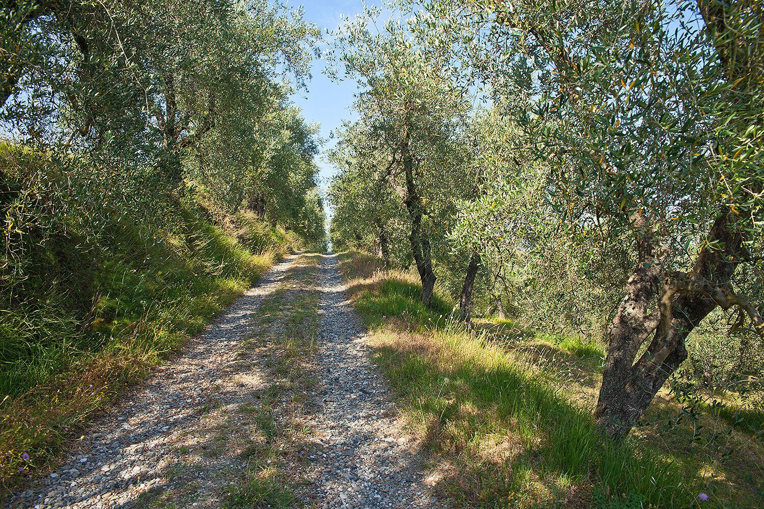 A gravel path flanked by olive trees in a rural setting.