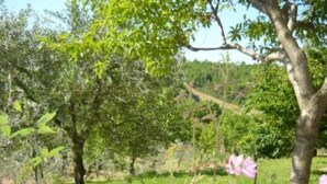 A garden with trees and pink flowers. - Canalicchio: Apartment within farmhouse and terrace with Jacuzzi for 4 persons (Canalicchio)