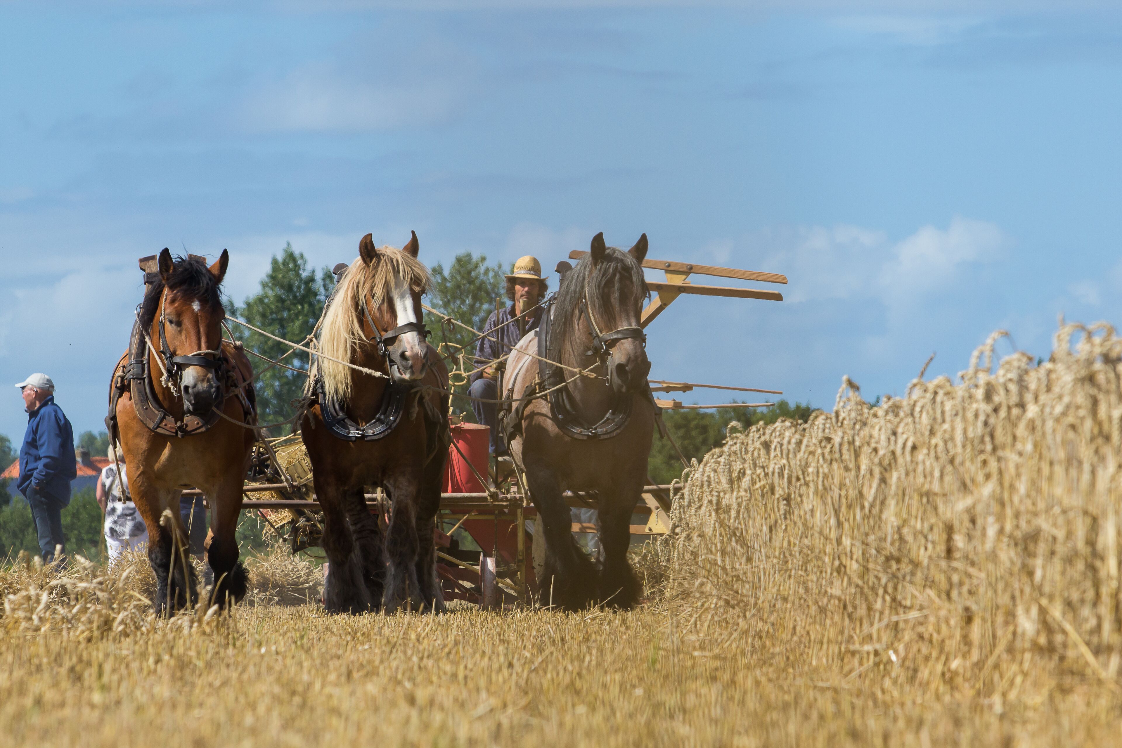Een veld met paarden die een kar trekken, een persoon in een blauwe jas, en een heldere blauwe lucht.