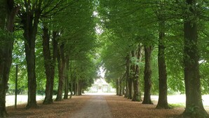 A pathway lined with trees leading to a building. - Domaine de la Coudraye (La Haye-du-Theil)
