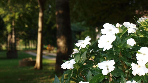 A garden with white flowers and green foliage. - B&B Cà Cinel Asolo (Asolo)