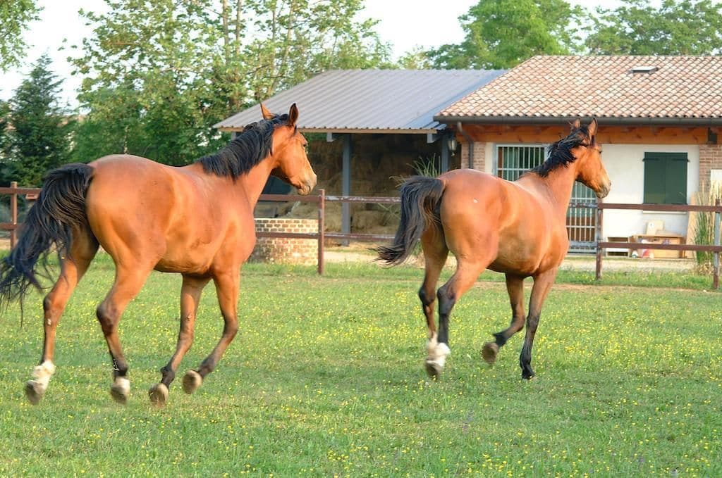 Dos caballos corren en un campo de hierba con un establo y un edificio al fondo.