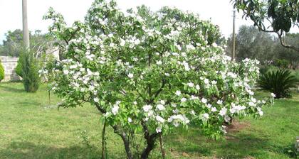 Bed & Breakfast Villa Rita