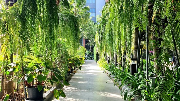 Un étroit sentier bordé de plantes et d’arbres verdoyants, qui mène à un bâtiment moderne doté de grandes fenêtres.