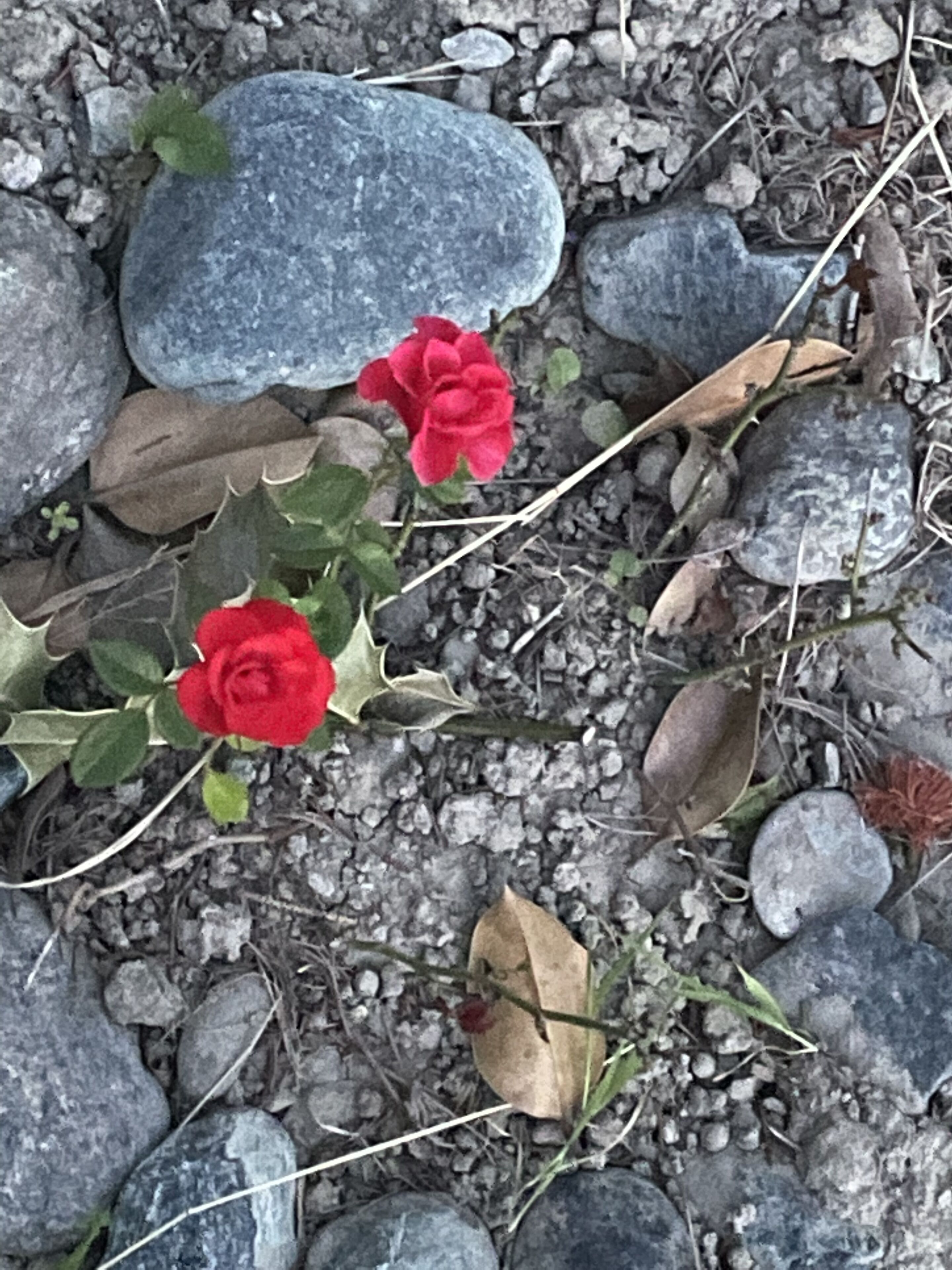 Stenede omgivelser med to røde blomster og spredte blade.