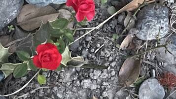 Stenede omgivelser med to røde blomster og spredte blade.