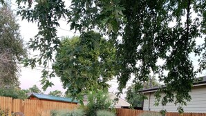 Un patio trasero con cerco de madera, césped y diversas plantas.